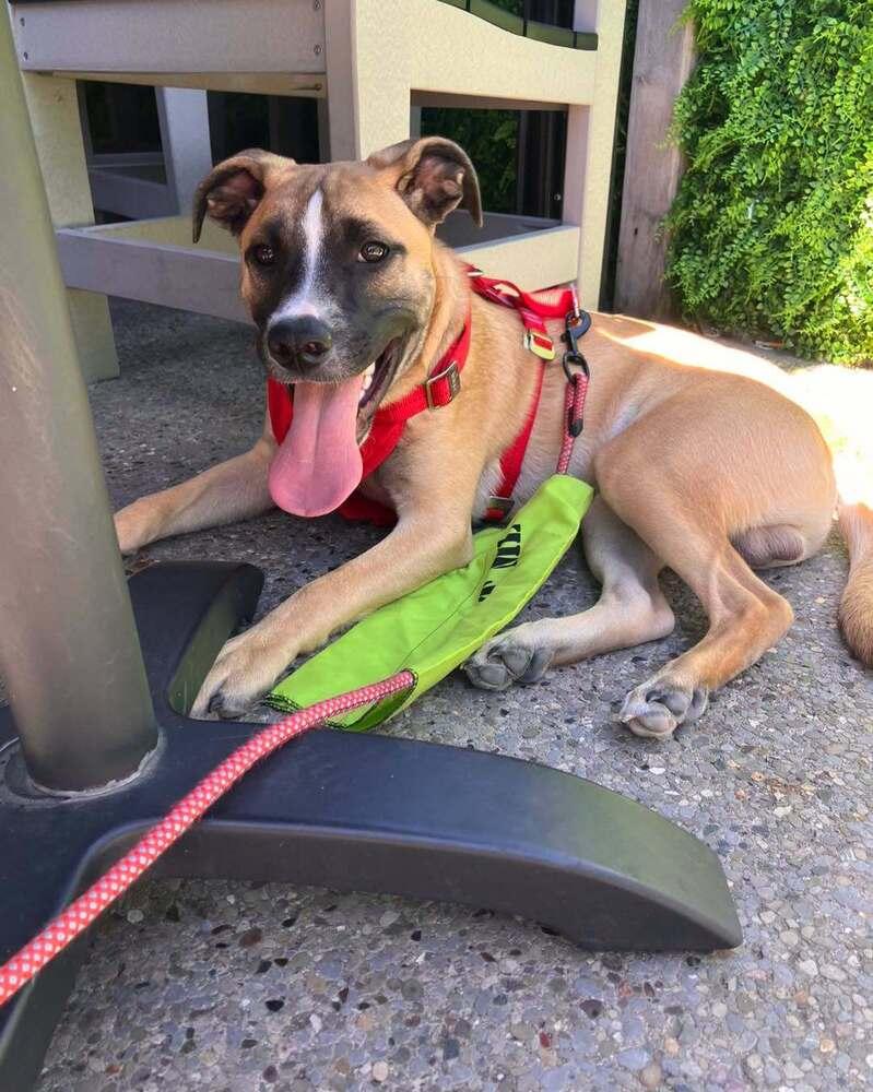 Enlarge Basil (Baking & Spices), a Adoptable mixed breed in New Albany, OH image 2/5