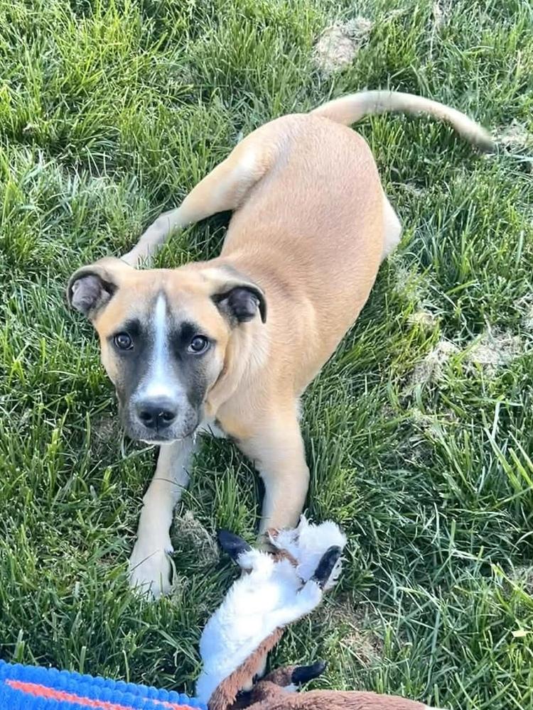 Basil (Baking & Spices), a Adoptable mixed breed in New Albany, OH image 3/6