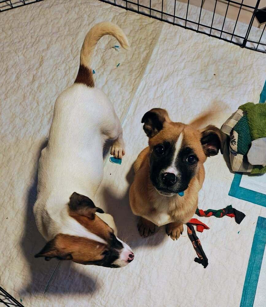 Basil (Baking & Spices), Adoptable, Puppy Male Boxer.