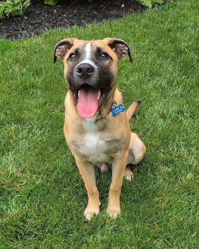 Enlarge Basil (Baking & Spices), a Adoptable mixed breed in New Albany, OH image 3/5