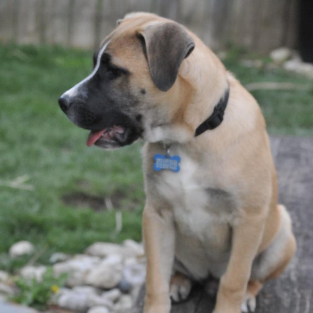 Enlarge Basil (Baking & Spices), a Adoptable mixed breed in New Albany, OH image 3/6