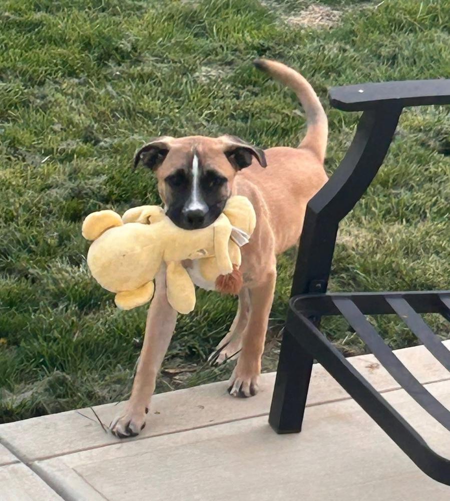 Enlarge Basil (Baking & Spices), a Adoptable mixed breed in New Albany, OH image 3/6
