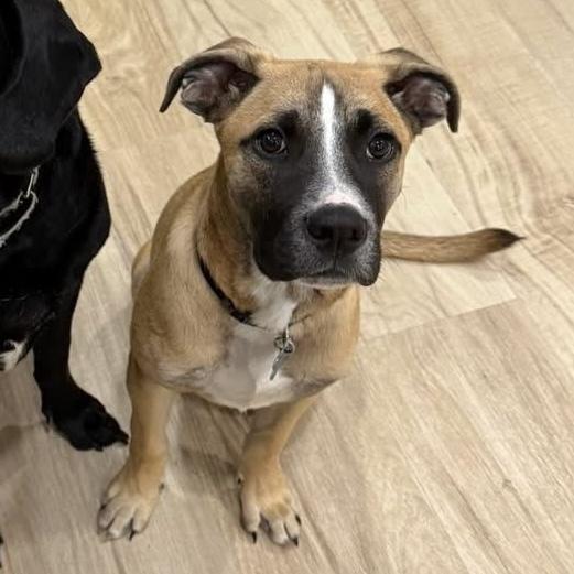 Enlarge Basil (Baking & Spices), a Adoptable mixed breed in New Albany, OH image 4/6