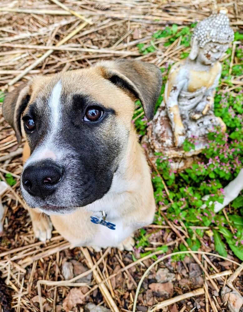 Enlarge Basil (Baking & Spices), a Adoptable mixed breed in New Albany, OH image 4/6