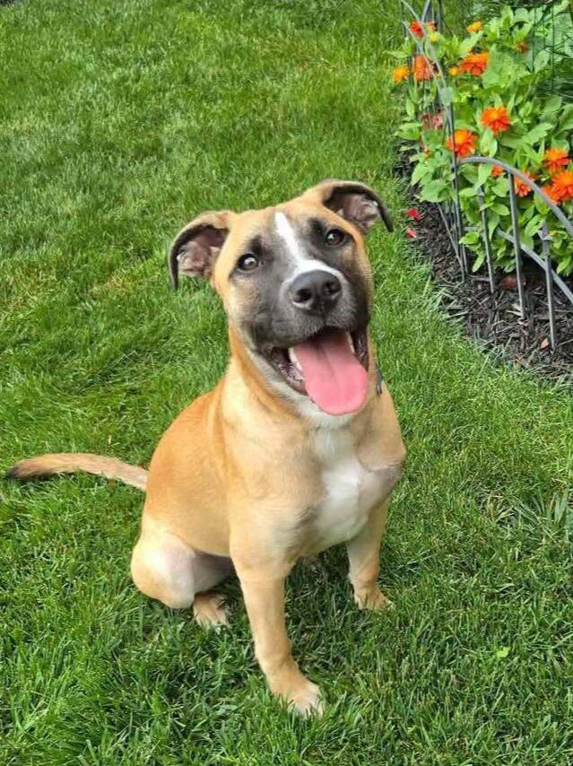 Enlarge Basil (Baking & Spices), a Adoptable mixed breed in New Albany, OH image 4/5