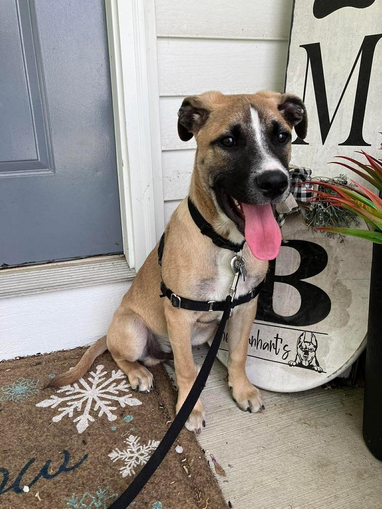 Enlarge Basil (Baking & Spices), a Adoptable mixed breed in New Albany, OH image 5/6