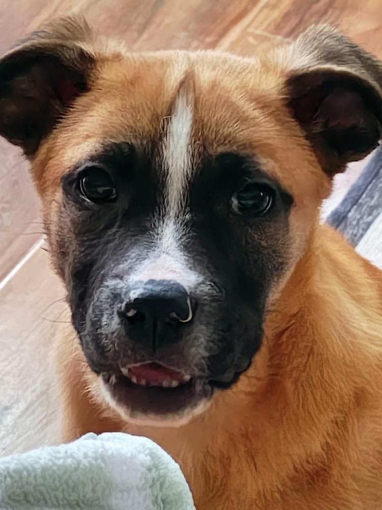 Basil (Baking & Spices), a Adoptable mixed breed in New Albany, OH image 2/3