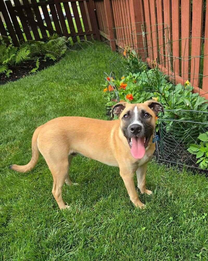 Enlarge Basil (Baking & Spices), a Adoptable mixed breed in New Albany, OH image 5/5