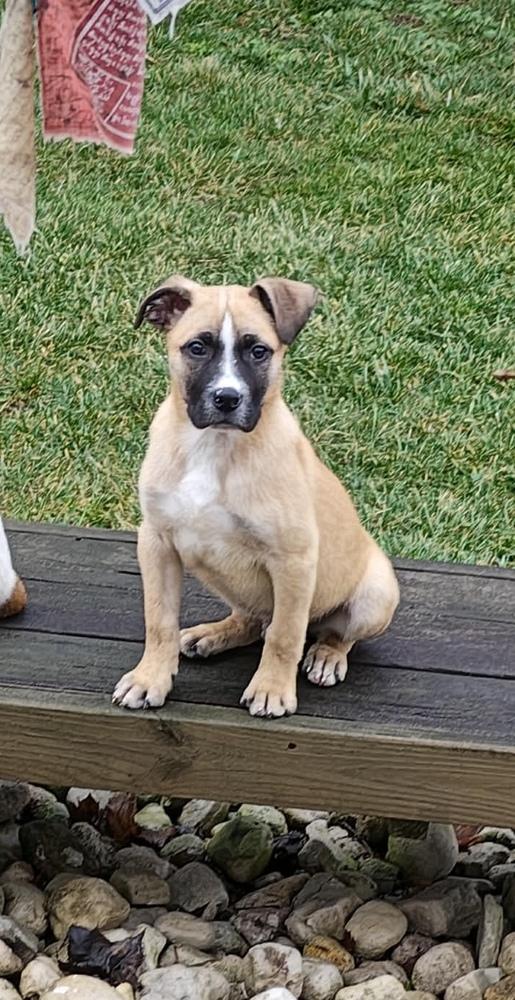 Basil (Baking & Spices), a Adoptable mixed breed in New Albany, OH image 3/3