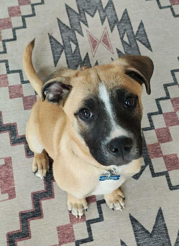 Enlarge Basil (Baking & Spices), a Adoptable mixed breed in New Albany, OH image 6/6