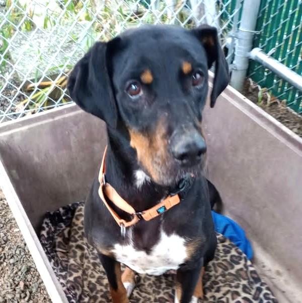 Enlarge Scarlett, a ADOPTABLE mixed breed in Long Beach, WA image 4/4