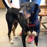 Scarlett, ADOPTABLE, Adult Female Hound.