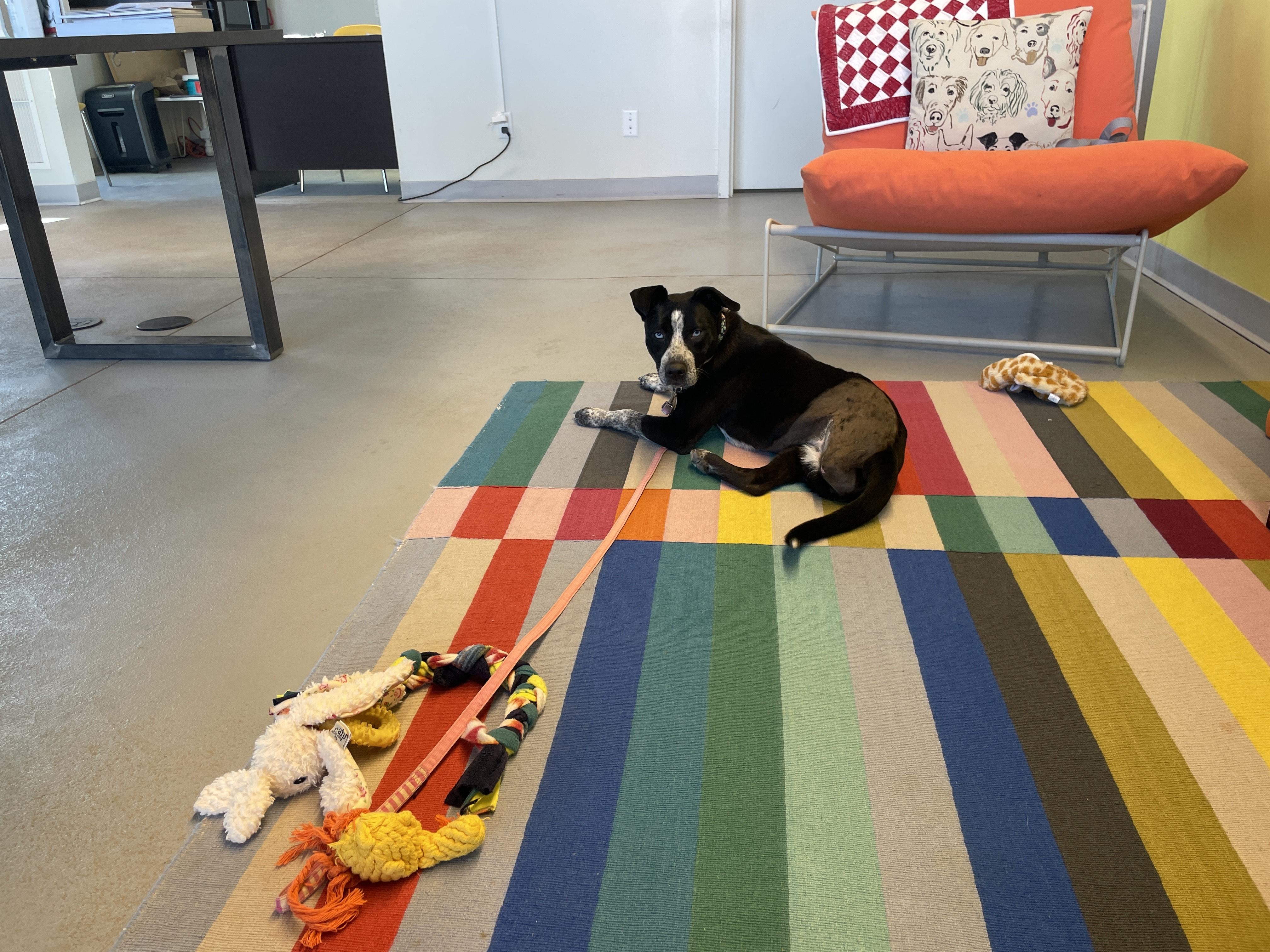 Be Bop, ADOPTABLE, Young Female Australian Cattle Dog / Blue Heeler.