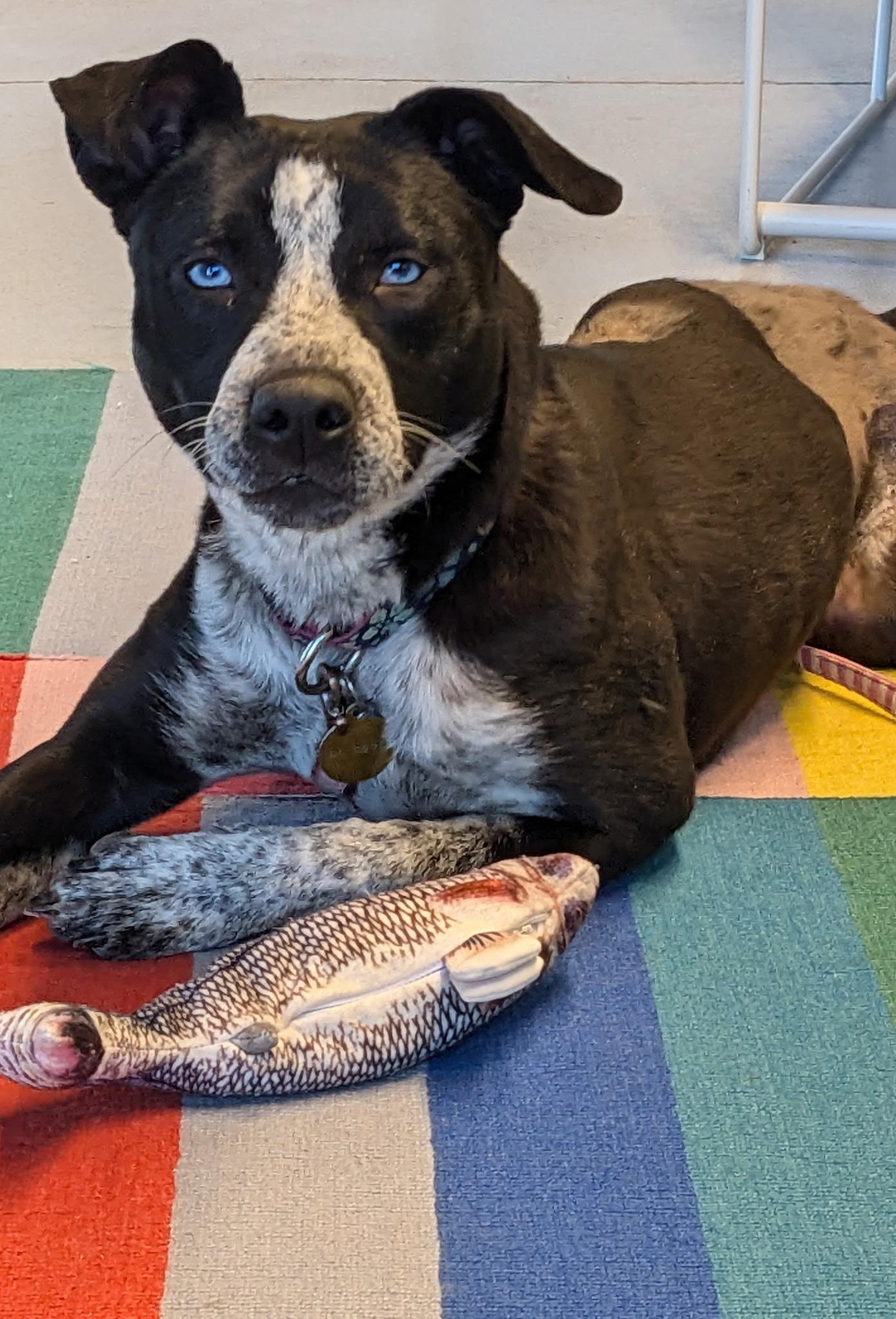 Enlarge Be Bop, a ADOPTABLE Australian Cattle Dog / Blue Heeler in Torrey, UT image 2/2