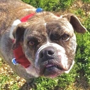 Prada, Adoptable, Senior Female Bull Terrier.