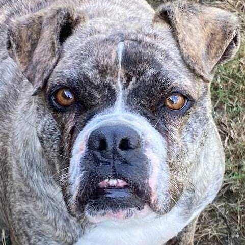 Enlarge Prada, a Adoptable mixed breed in Southaven , MS image 3/6