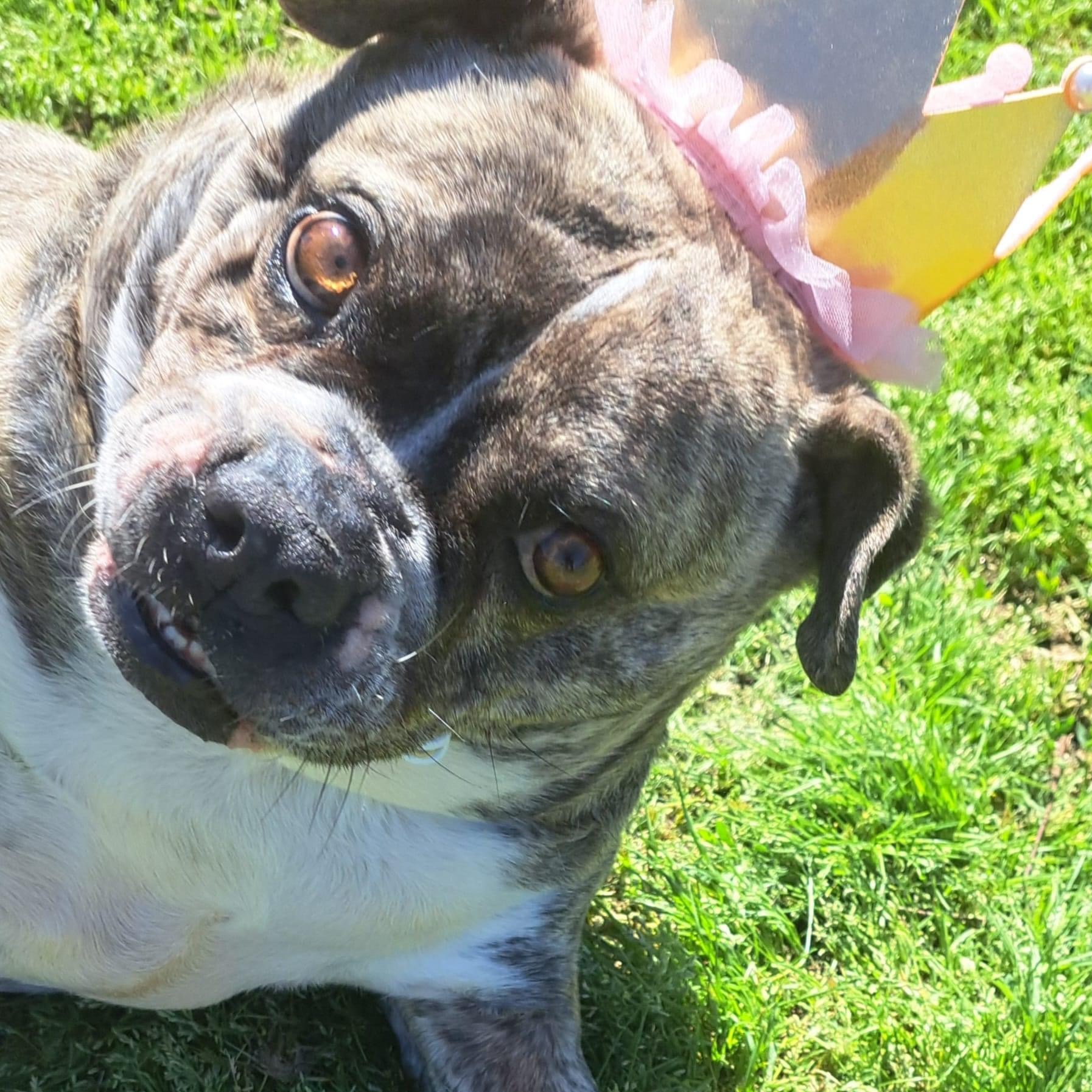 Enlarge Prada, a Adoptable mixed breed in Southaven , MS image 4/6