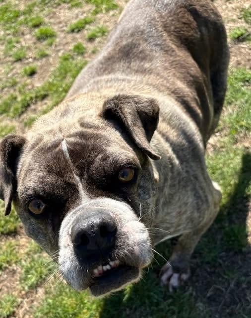 Enlarge Prada, a Adoptable mixed breed in Southaven , MS image 2/6