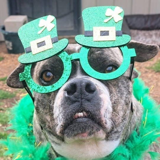 Enlarge Prada, a Adoptable mixed breed in Southaven , MS image 5/6