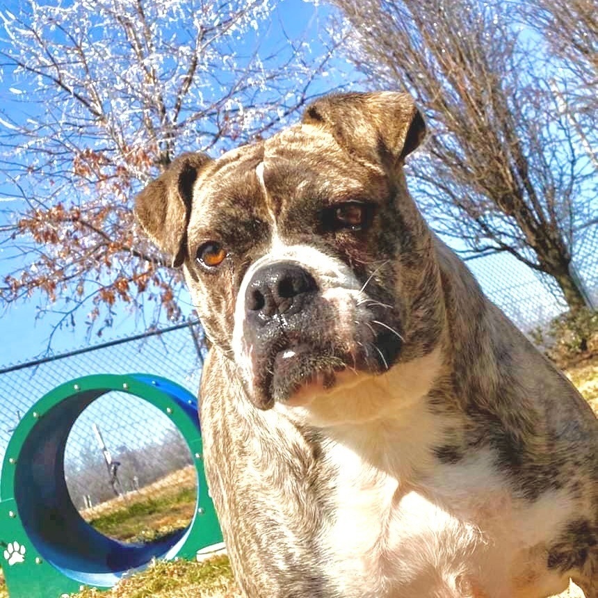 Enlarge Prada, a Adoptable mixed breed in Southaven , MS image 6/6