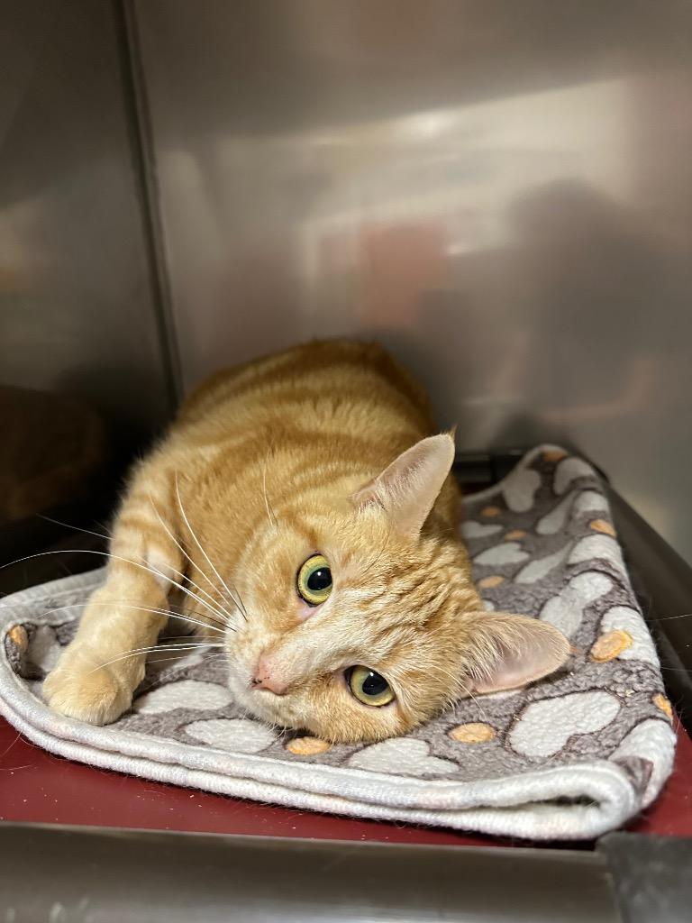 Lola, Adoptable, Adult Female Domestic Short Hair.