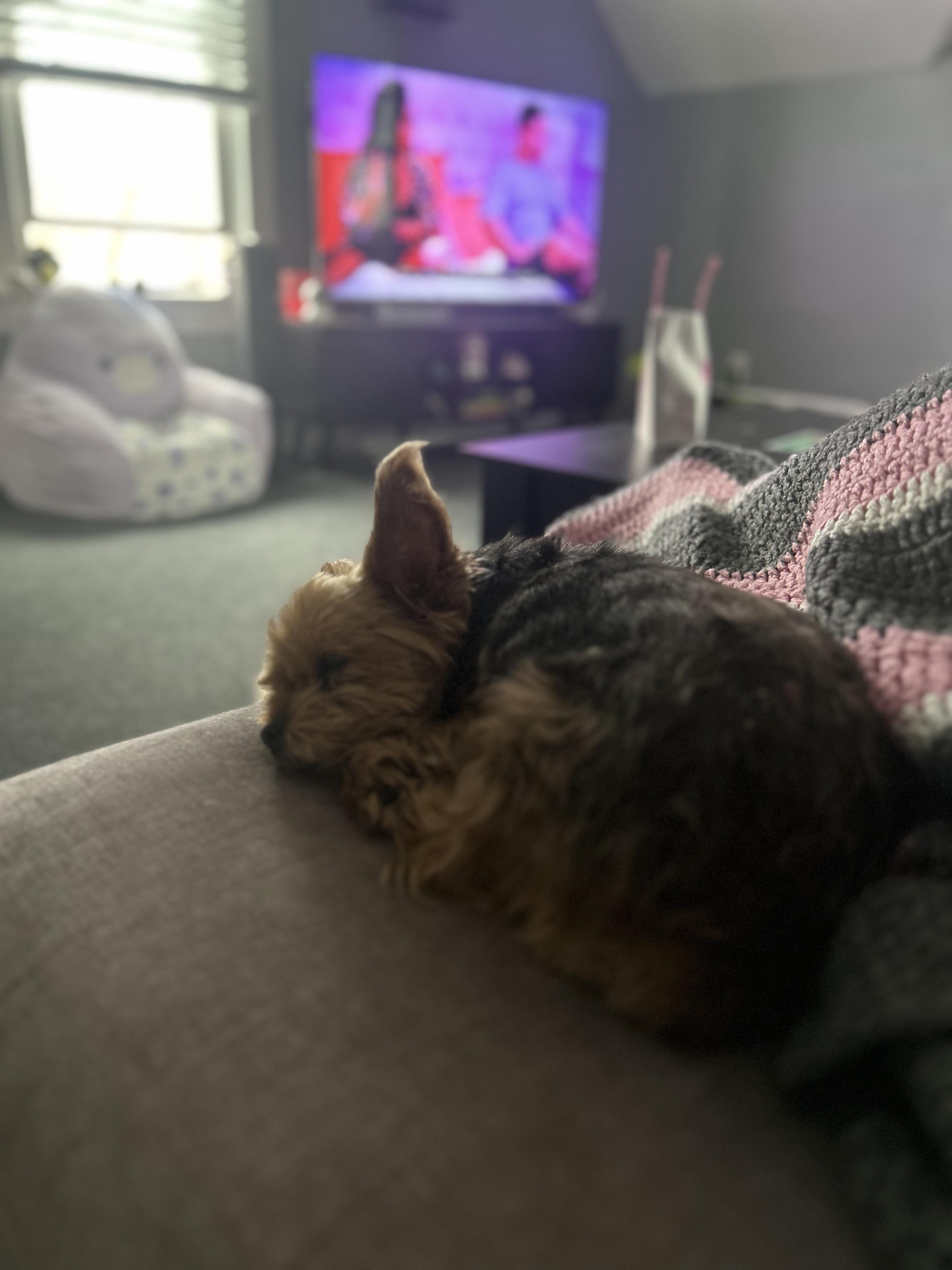 Enlarge Panini, an adopted Yorkshire Terrier in Joliet, IL image 3/5