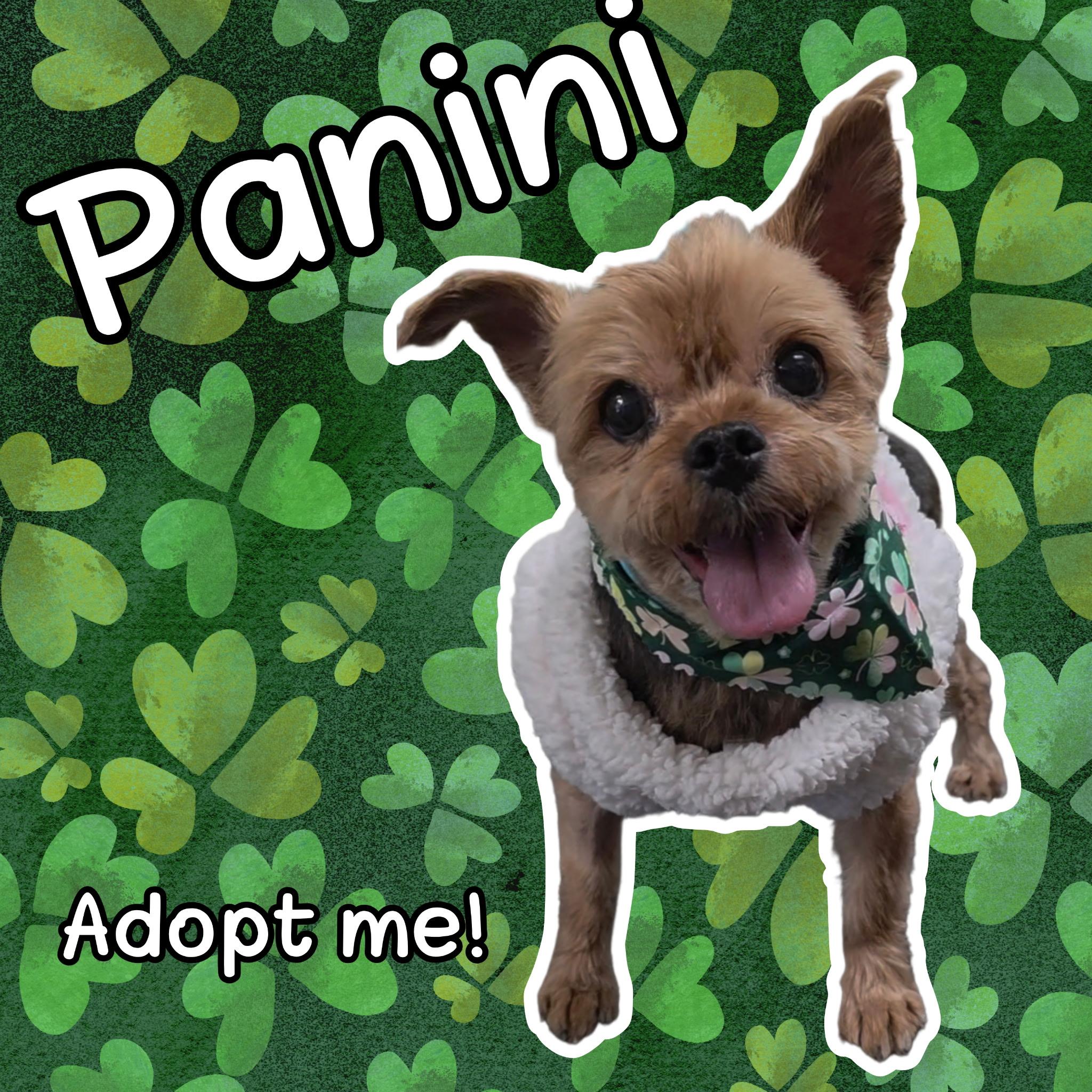 Panini, adopted, Senior Female Yorkshire Terrier.