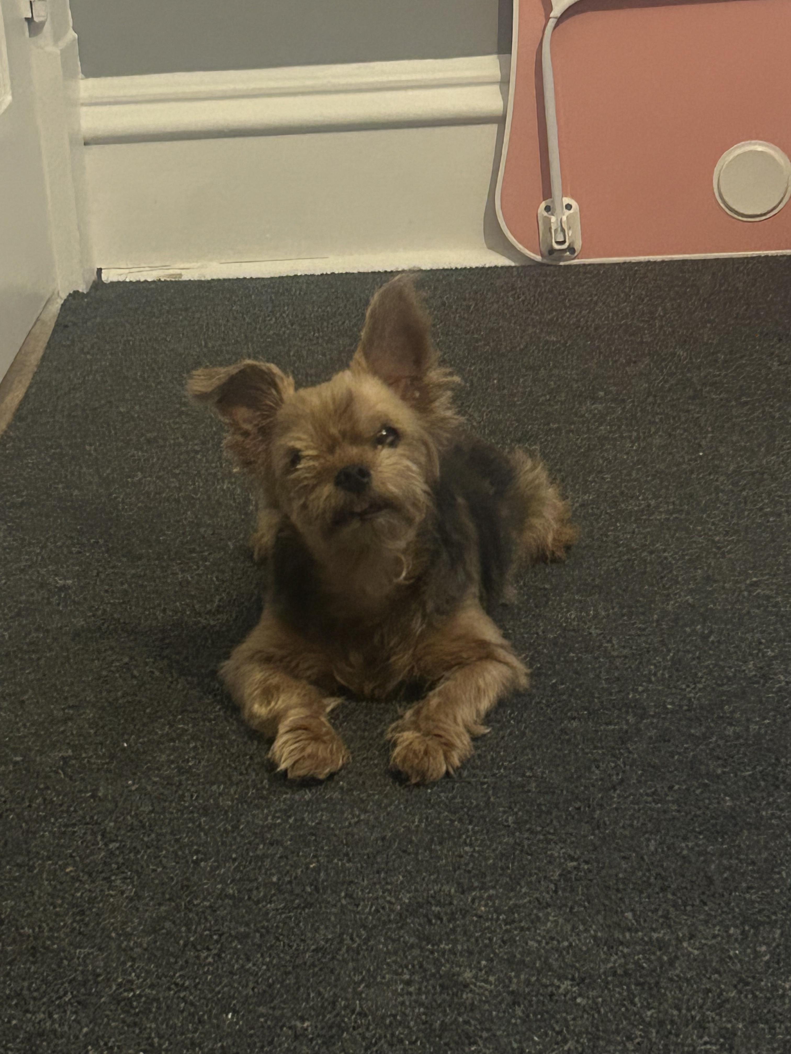 Enlarge Panini, an adopted Yorkshire Terrier in Joliet, IL image 4/5