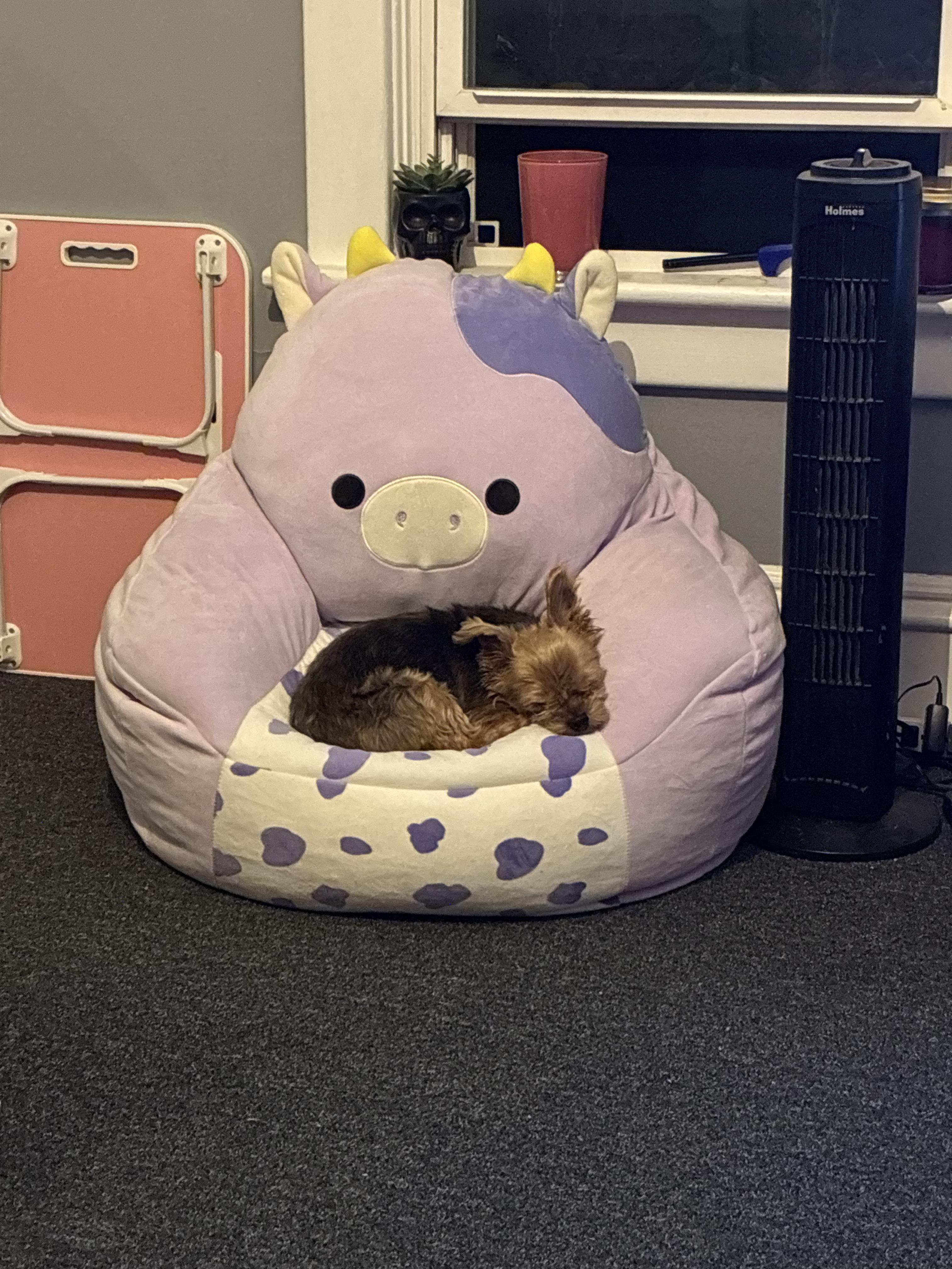 Enlarge Panini, an adopted Yorkshire Terrier in Joliet, IL image 5/5