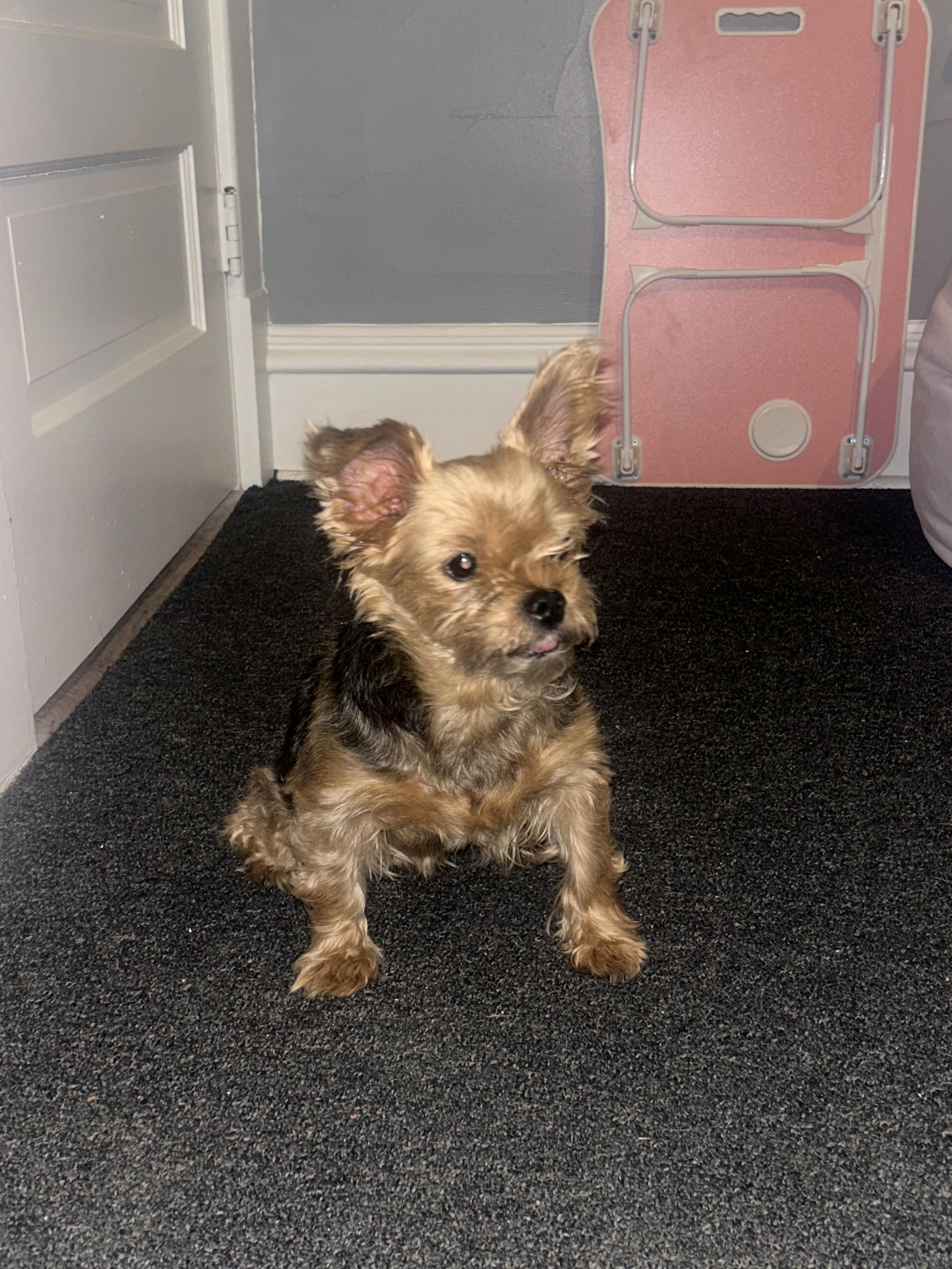 Enlarge Panini, an adopted Yorkshire Terrier in Joliet, IL image 2/5