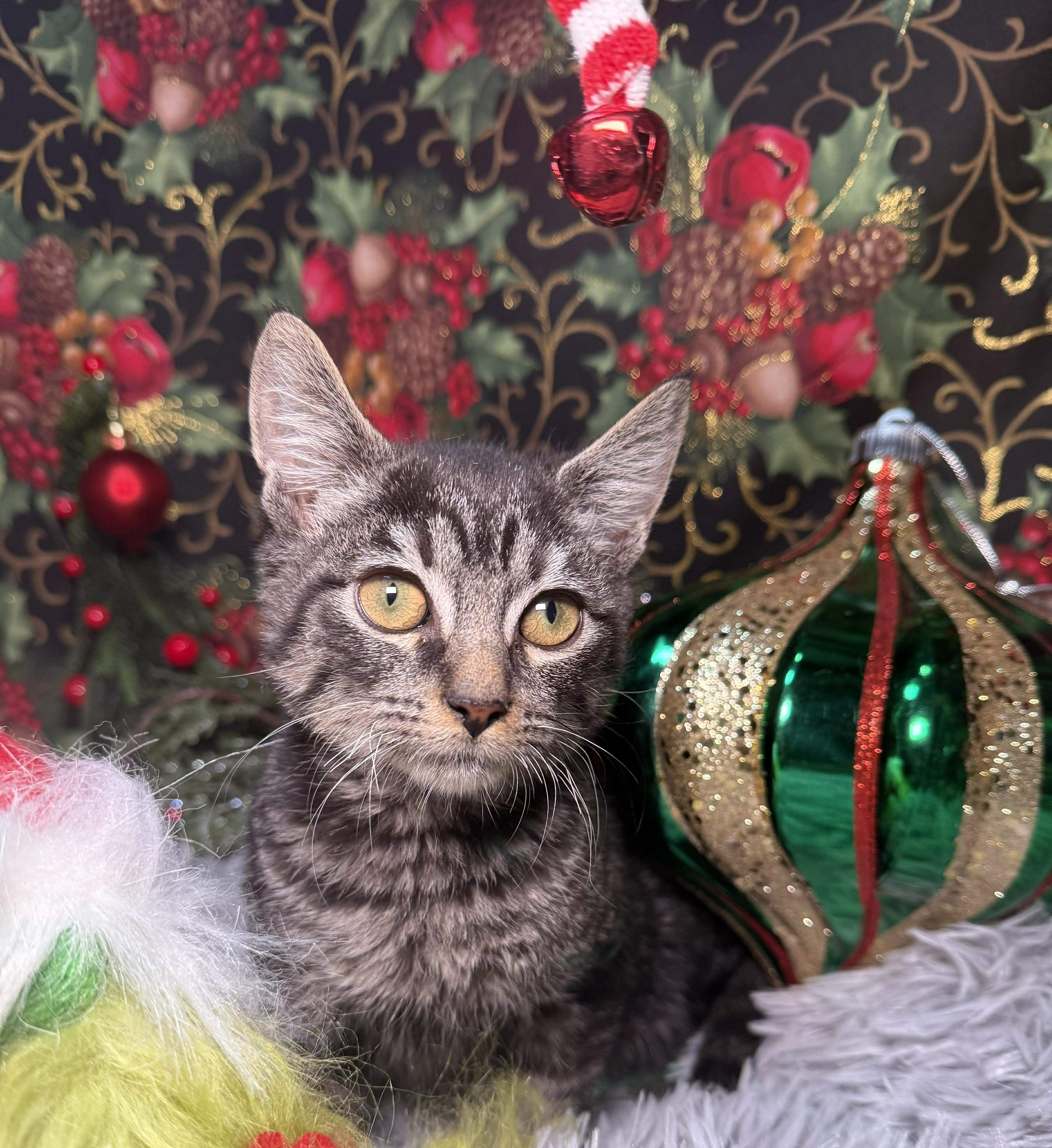 Franklin thumbnail 5