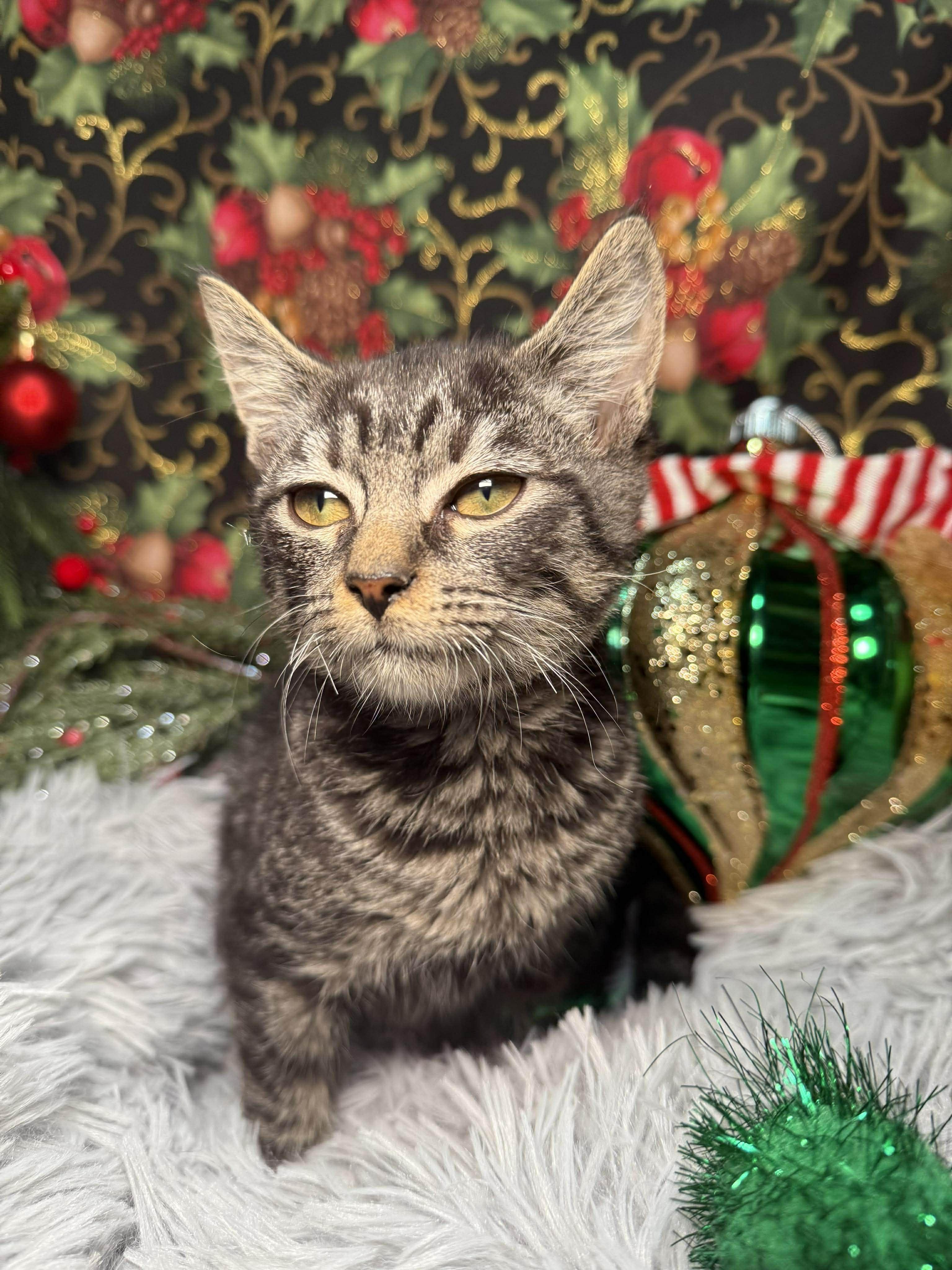 Franklin thumbnail 4