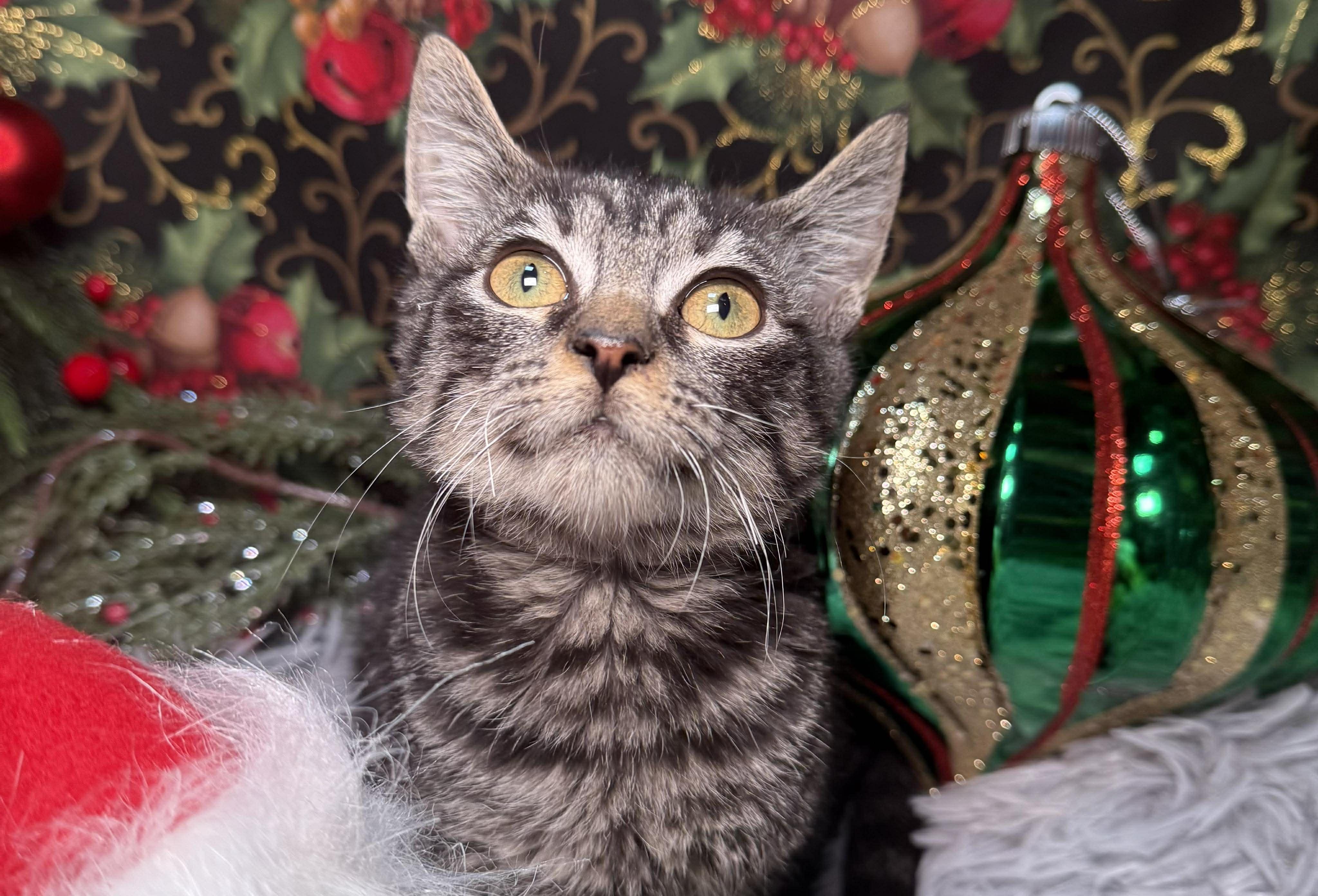 Franklin thumbnail 3