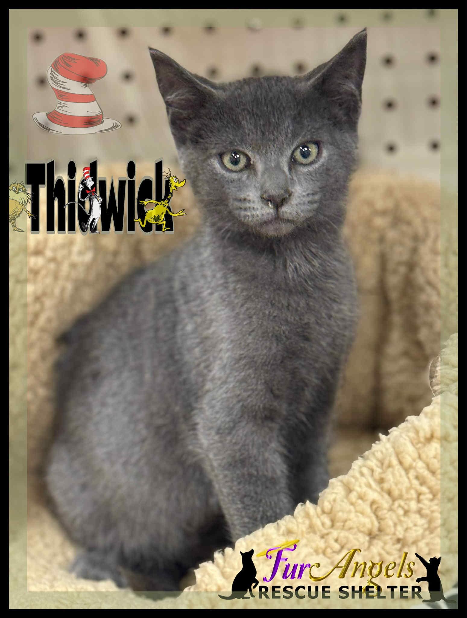 Enlarge Thidwick, a Adoptable Domestic Short Hair in Toledo, OH image 2/2