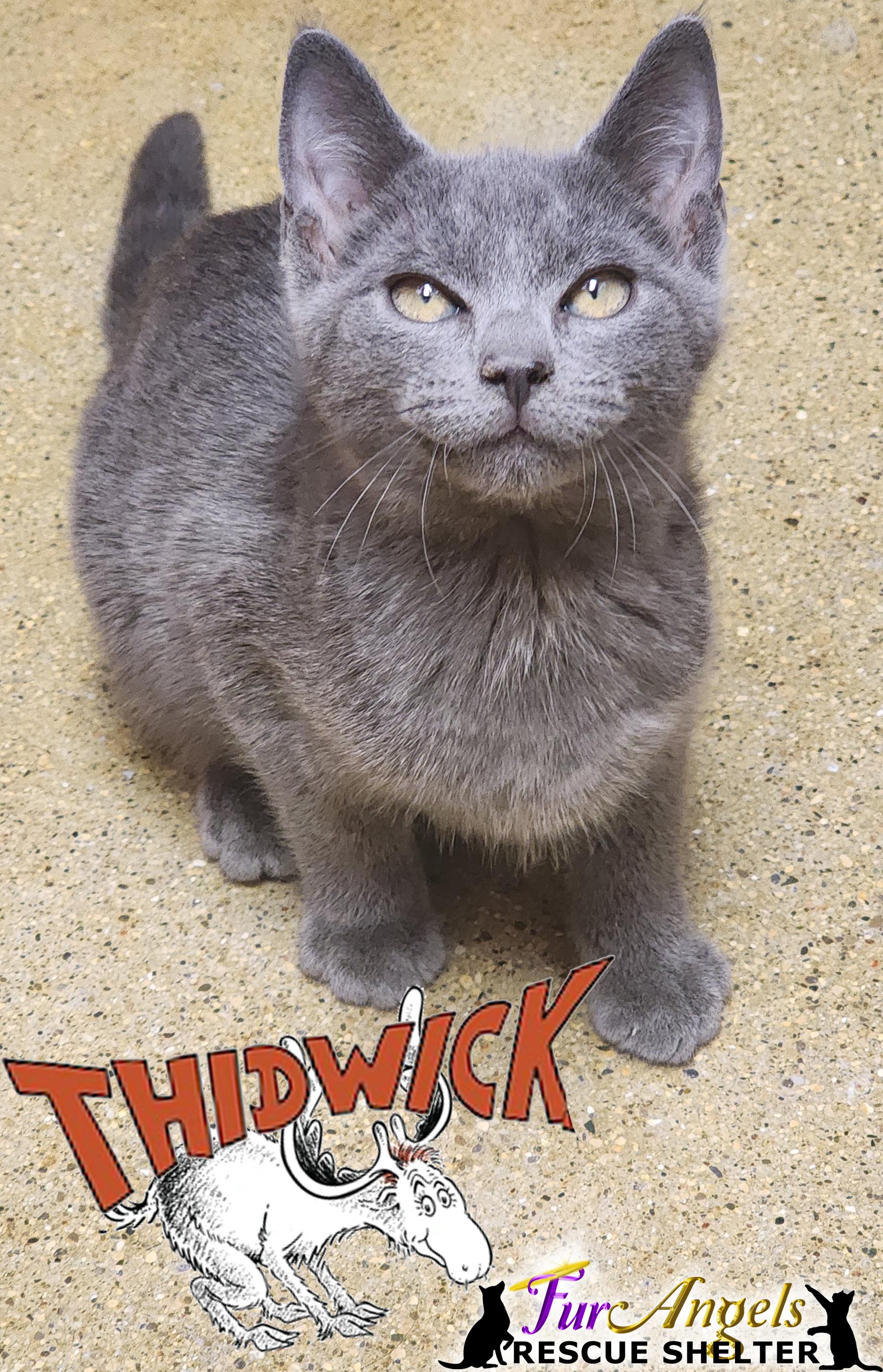 Thidwick, Adoptable, Kitten Male Domestic Short Hair.