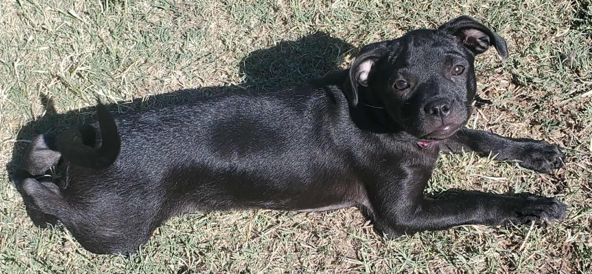 Enlarge Gemma, a Adoptable mixed breed in Lodi, CA image 5/6