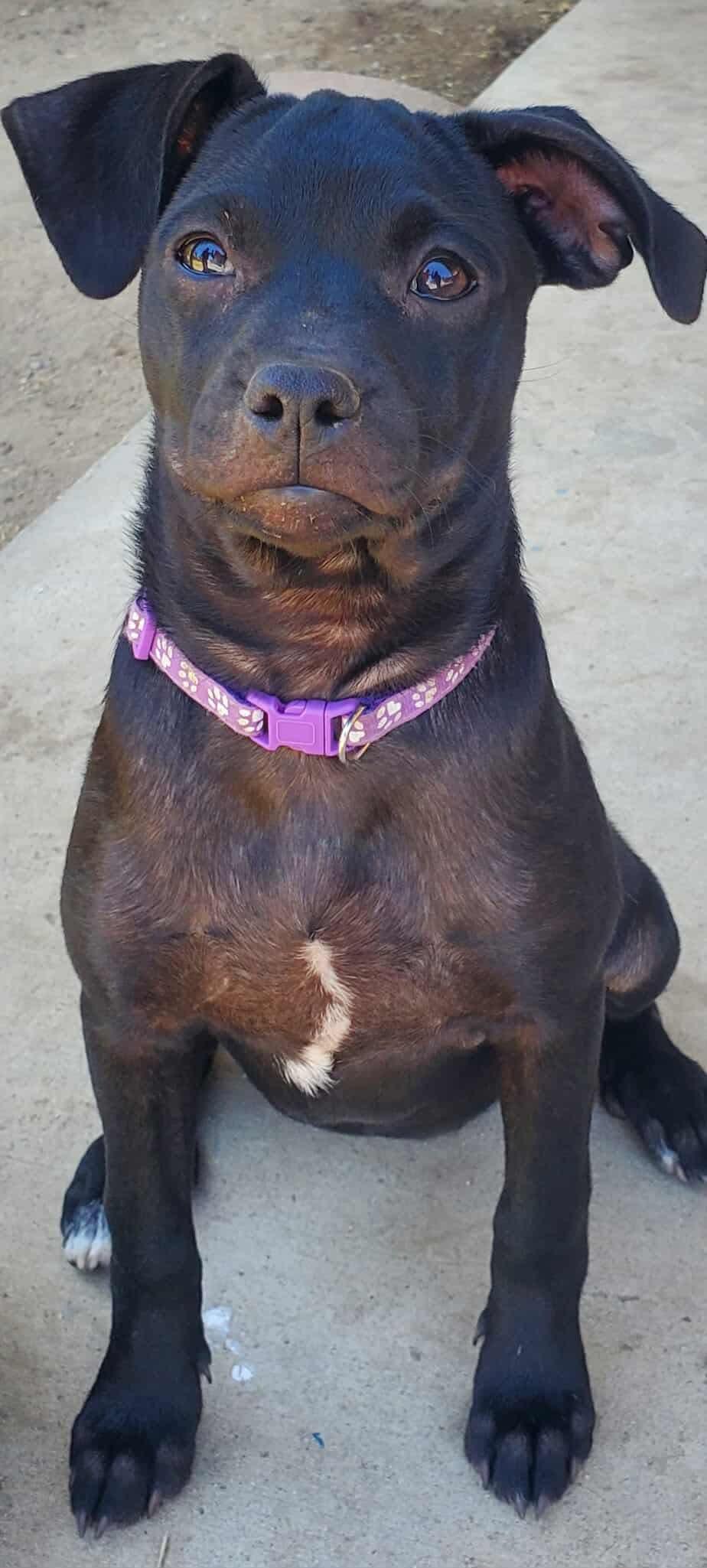 Enlarge Gemma, a Adoptable mixed breed in Lodi, CA image 4/6