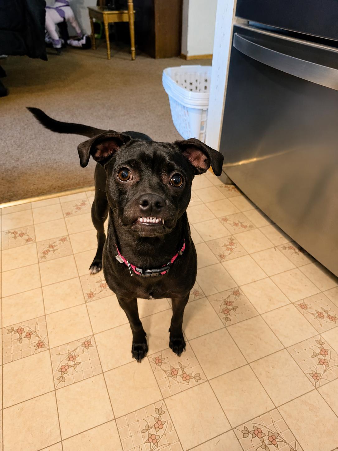 Enlarge Gemma, a Adoptable mixed breed in Lodi, CA image 2/6