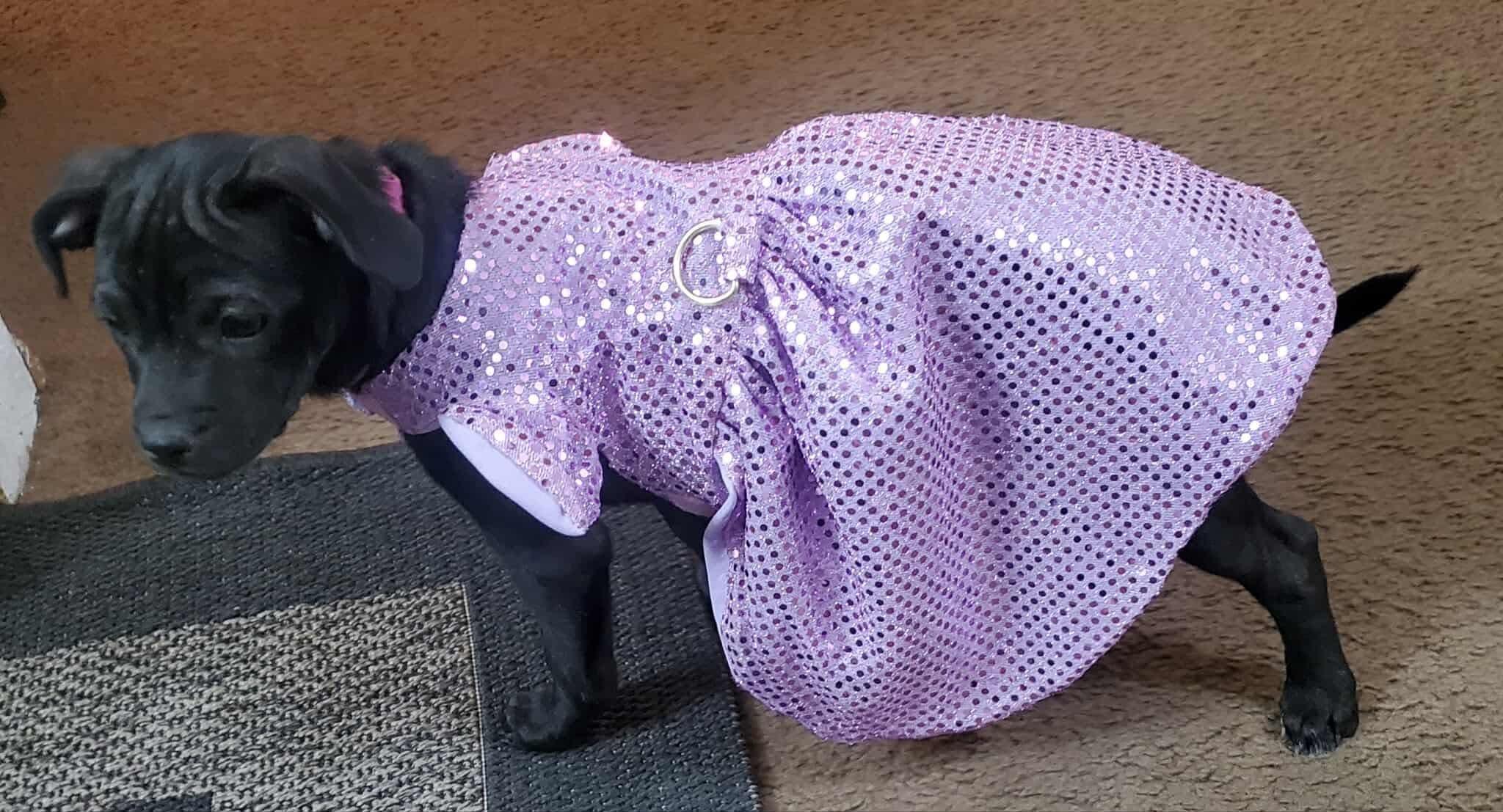 Enlarge Gemma, a Adoptable mixed breed in Lodi, CA image 6/6