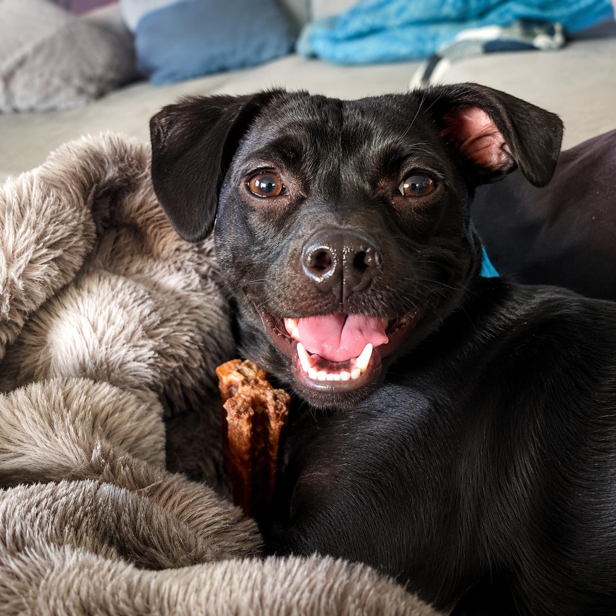 Enlarge Gemma, a Adoptable mixed breed in Lodi, CA image 3/6