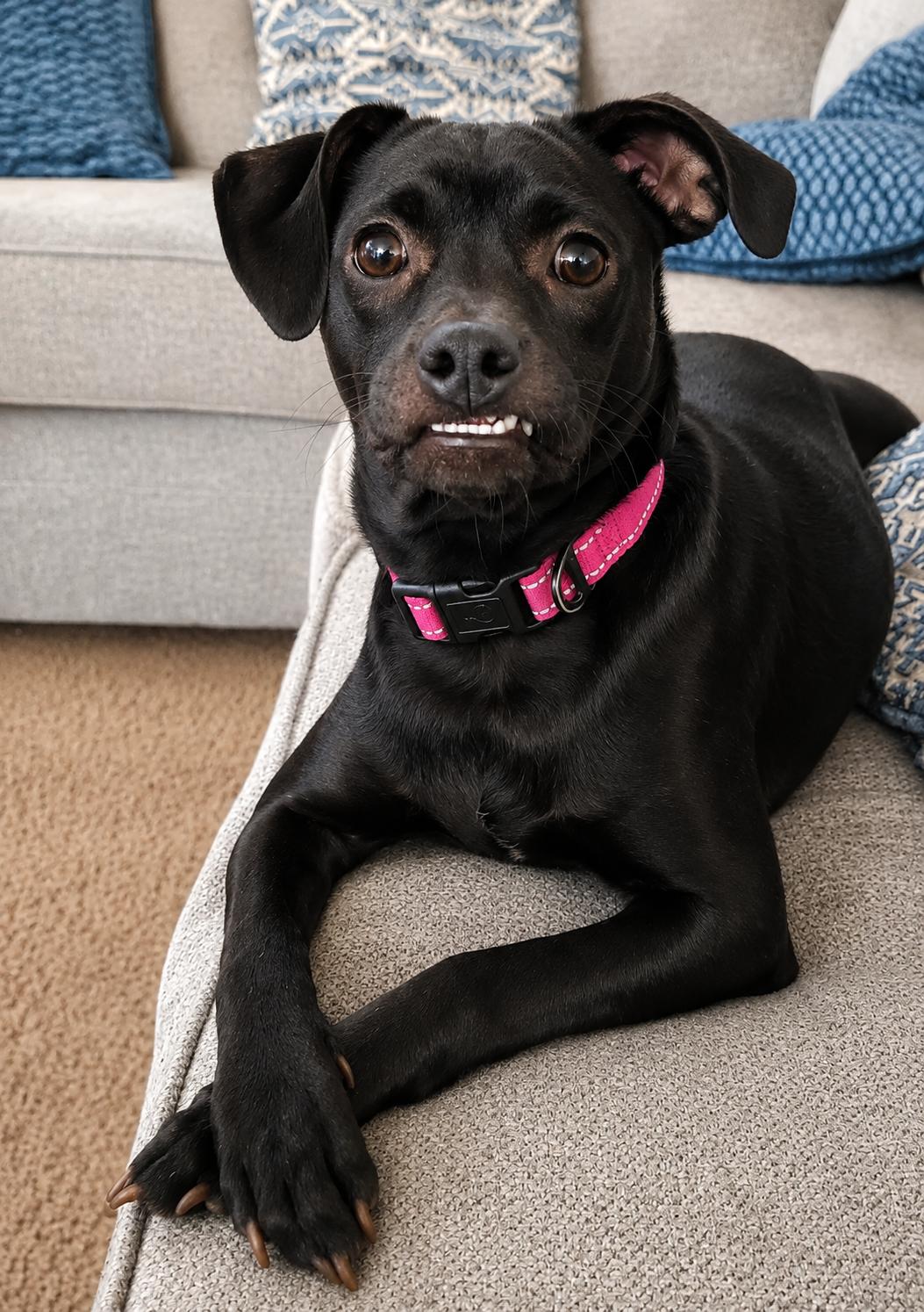 Enlarge Gemma, a Adoptable mixed breed in Lodi, CA image 5/6