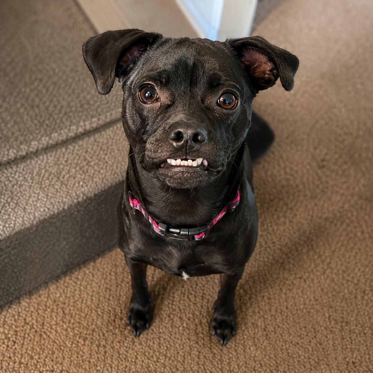 Enlarge Gemma, a Adoptable mixed breed in Lodi, CA image 1/6