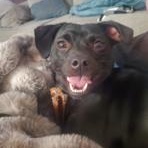 Enlarge Gemma, a Adoptable mixed breed in Lodi, CA image 1/6