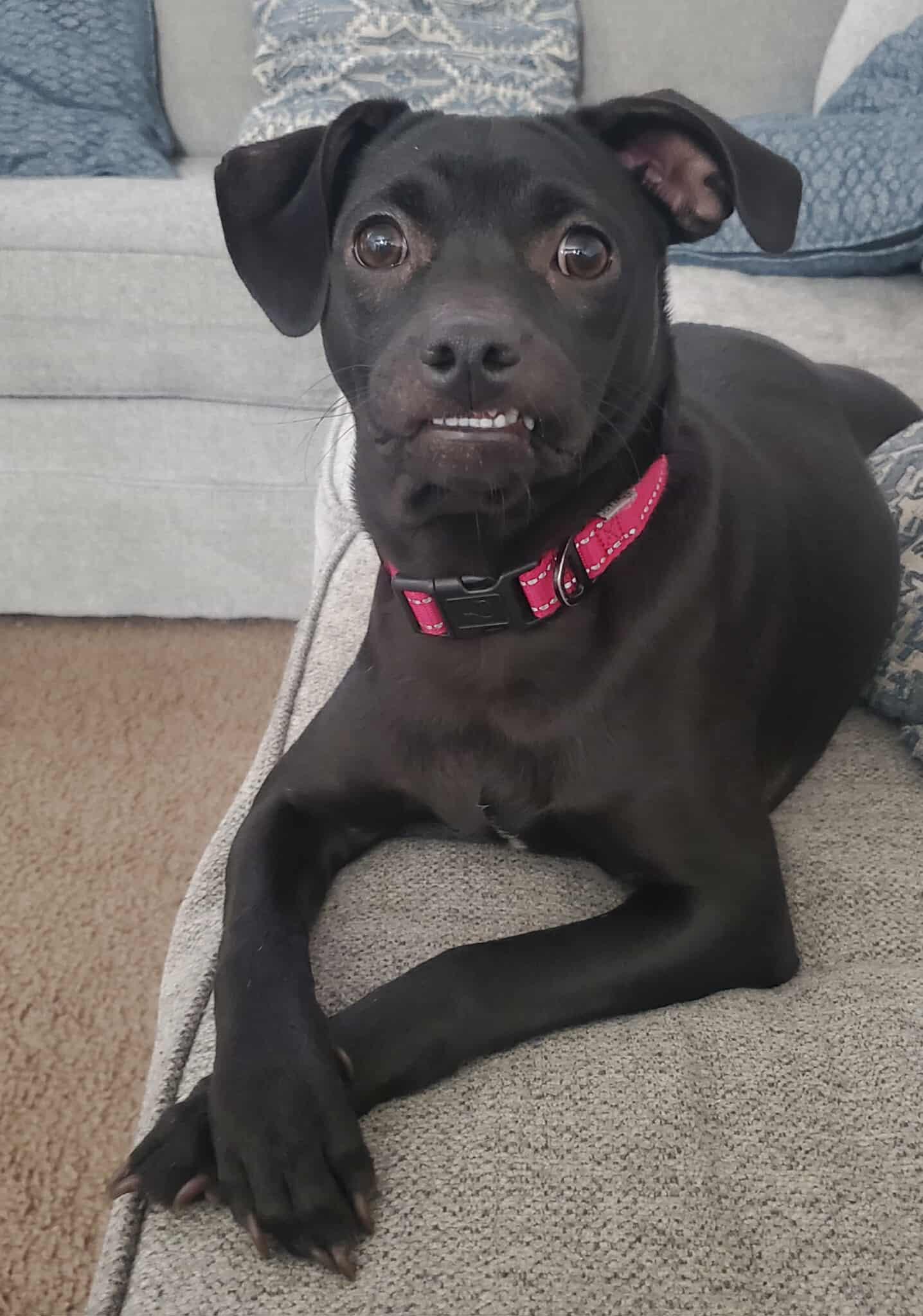 Gemma, Adoptable, Puppy Female Chihuahua.