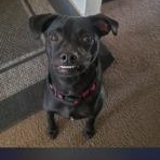 Enlarge Gemma, a Adoptable mixed breed in Lodi, CA image 3/6