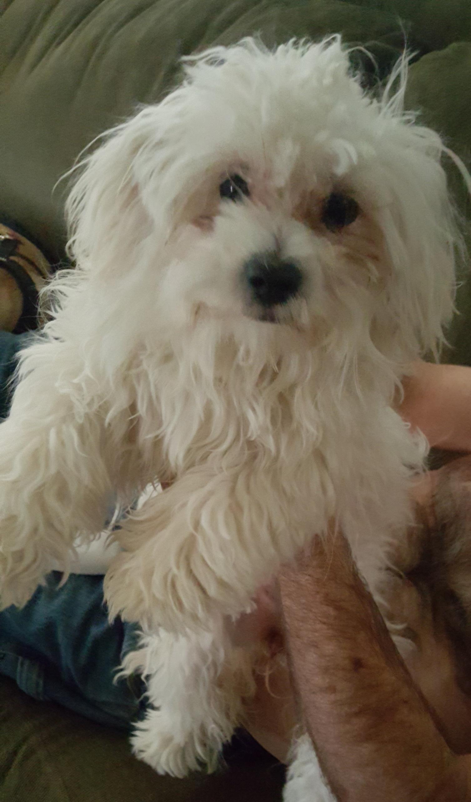 Enlarge Cinderella, a Adoptable mixed breed in Bakersfield, CA image 2/6