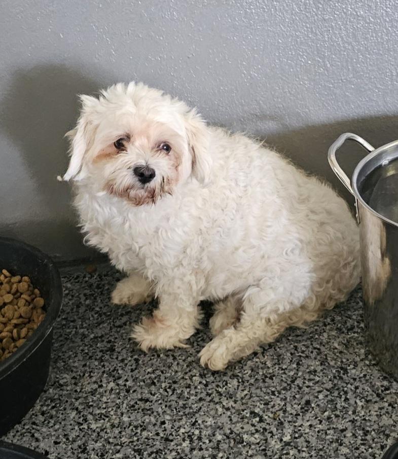 Enlarge Cinderella, a Adoptable mixed breed in Bakersfield, CA image 3/6