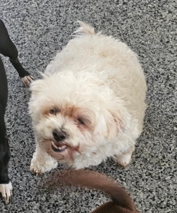 Enlarge Cinderella, a Adoptable mixed breed in Bakersfield, CA image 6/6