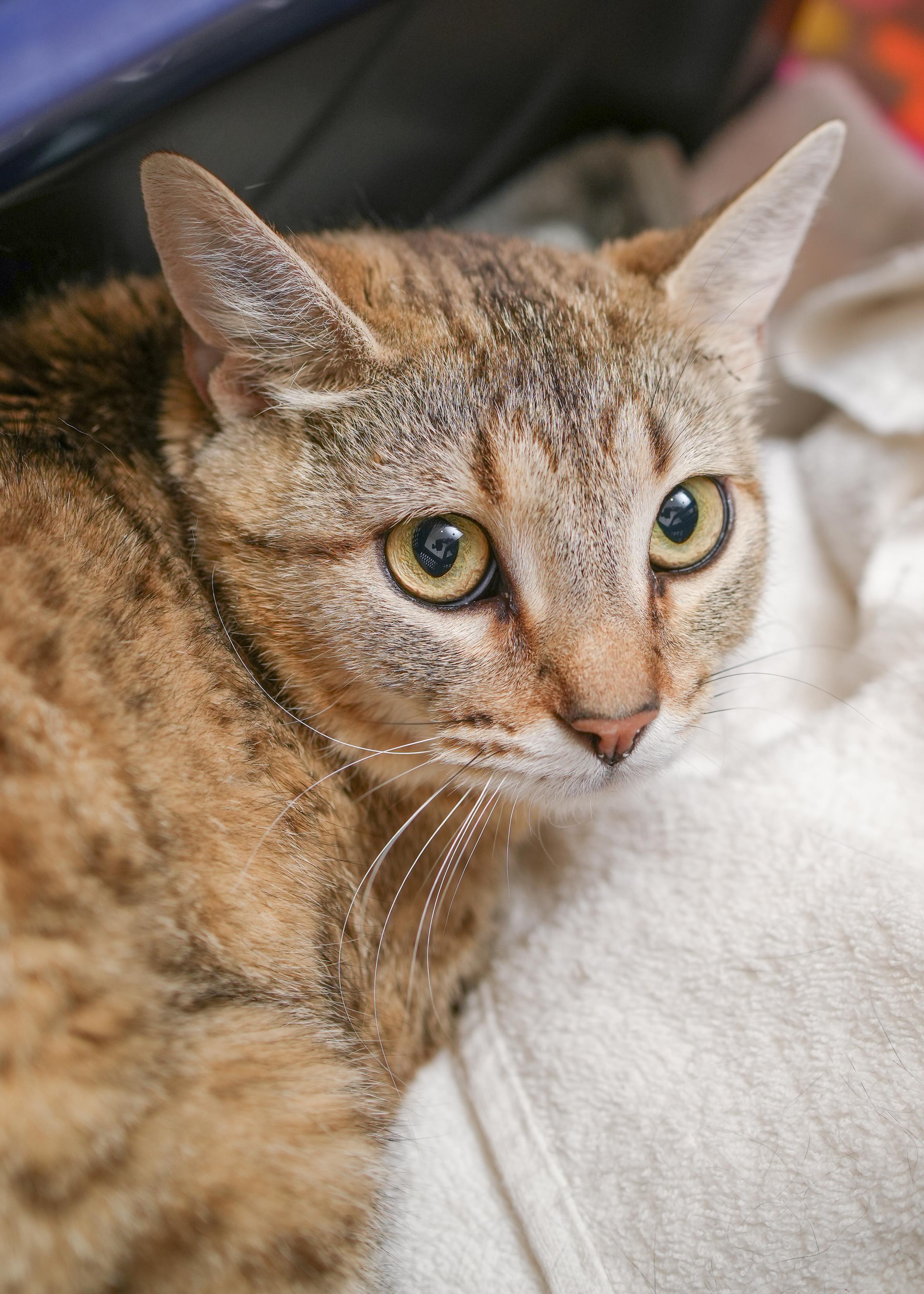 Agnes, ADOPTABLE, Adult Female Domestic Short Hair.