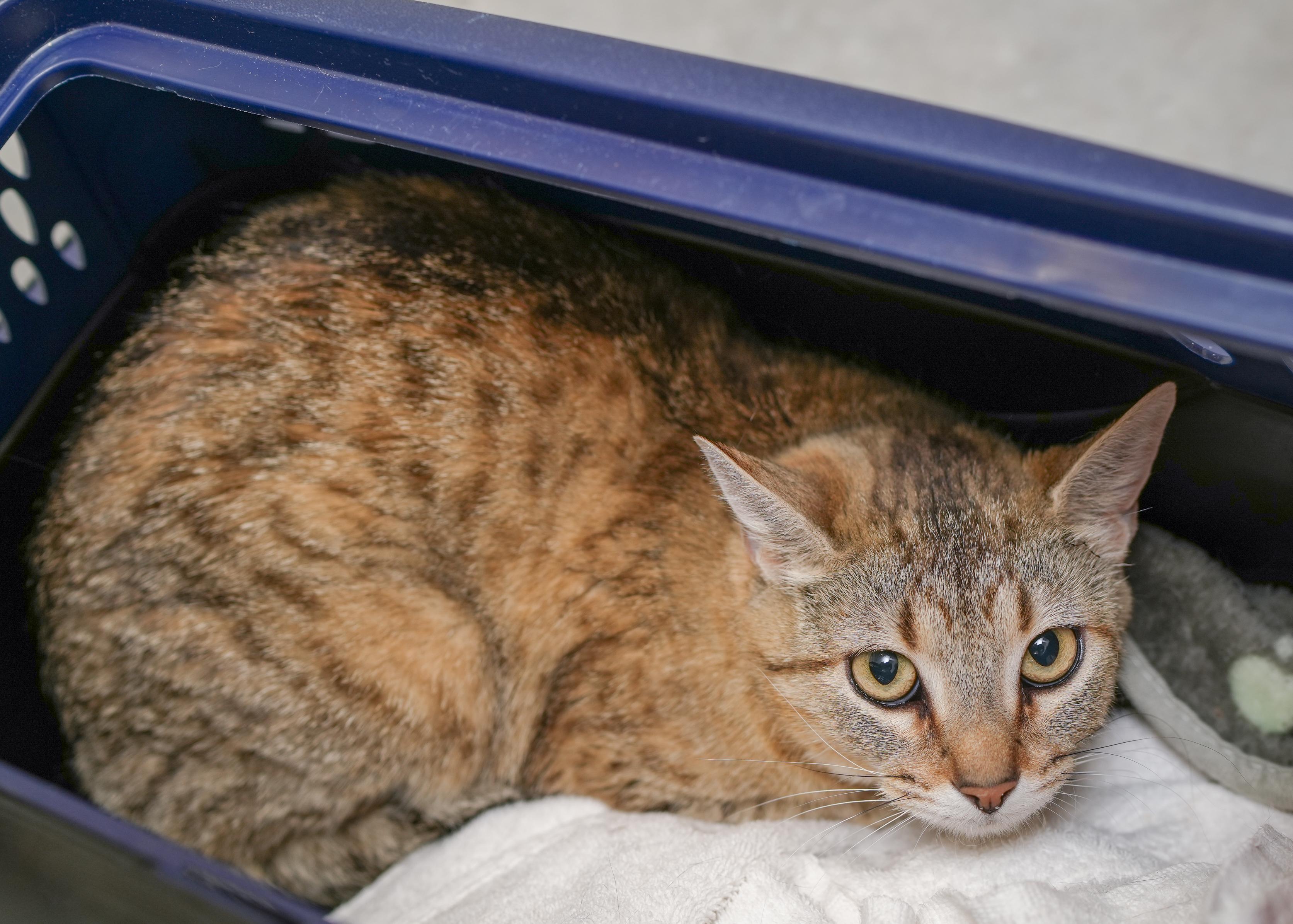 Agnes, a ADOPTABLE Domestic Short Hair in Boise, ID image 2/2